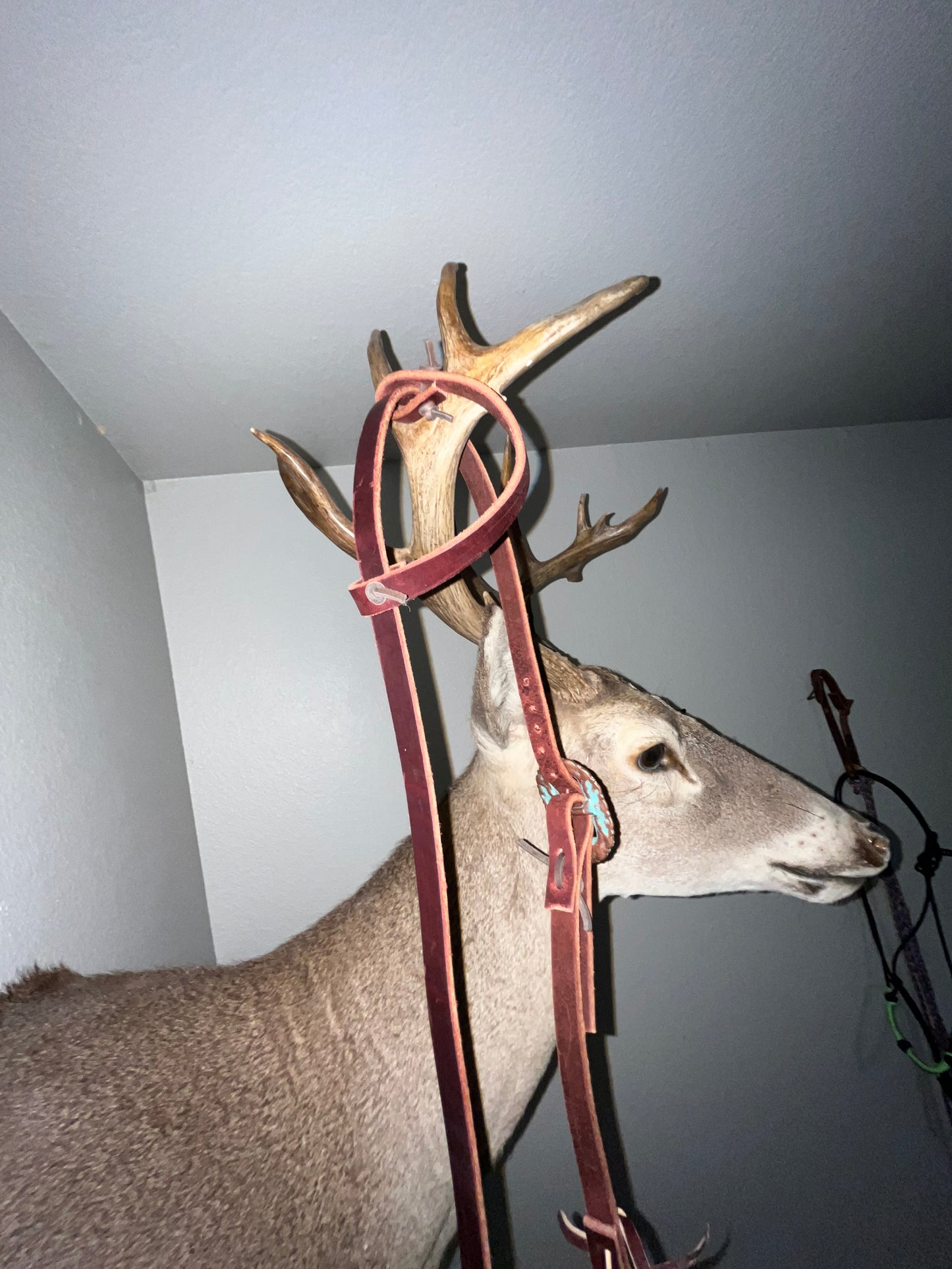 hand crafted headstalls